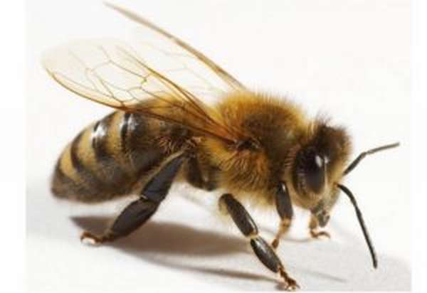 Особенности укуса пчелы